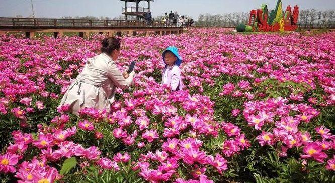 芍花节：古药都的文旅产业融合范本